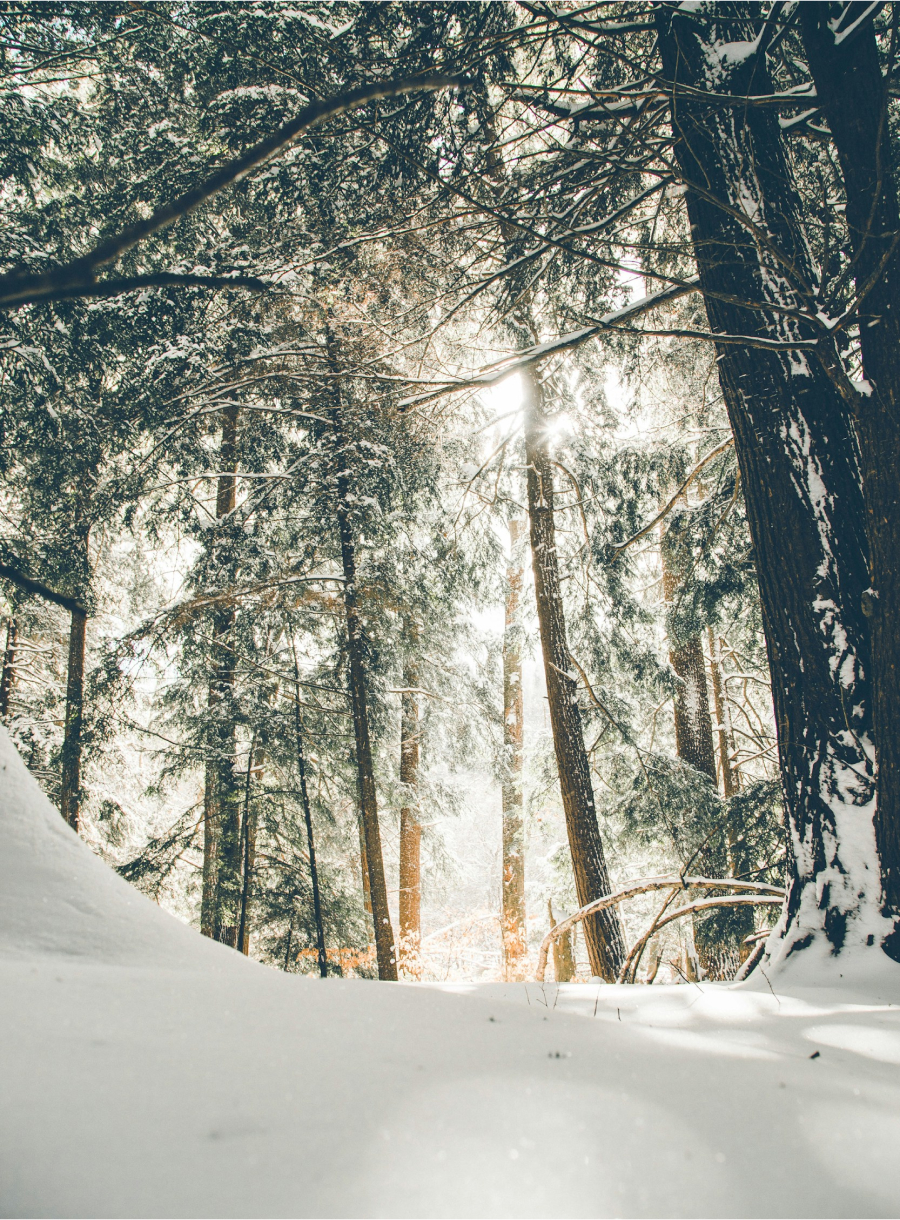 Snöig skogsglänta produktbild